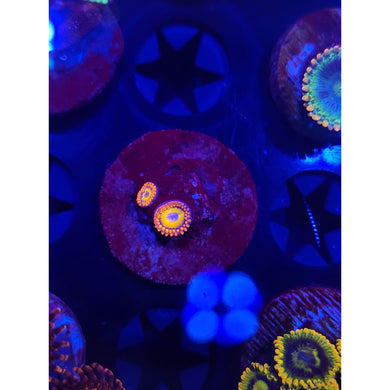 Blue Eyed Blonde Zoanthid Frag WYSIWYG!