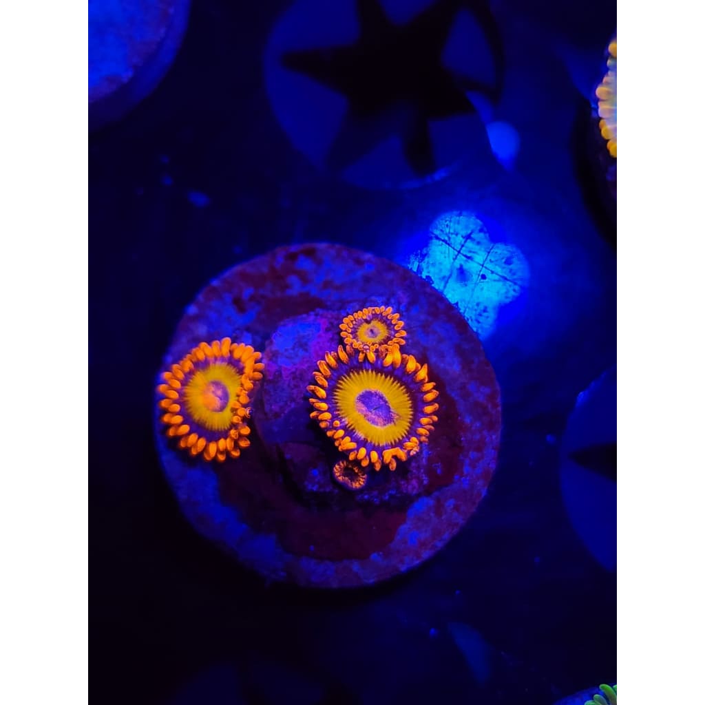 Blue Eyed Blonde Zoanthid Frag WYSIWYG!