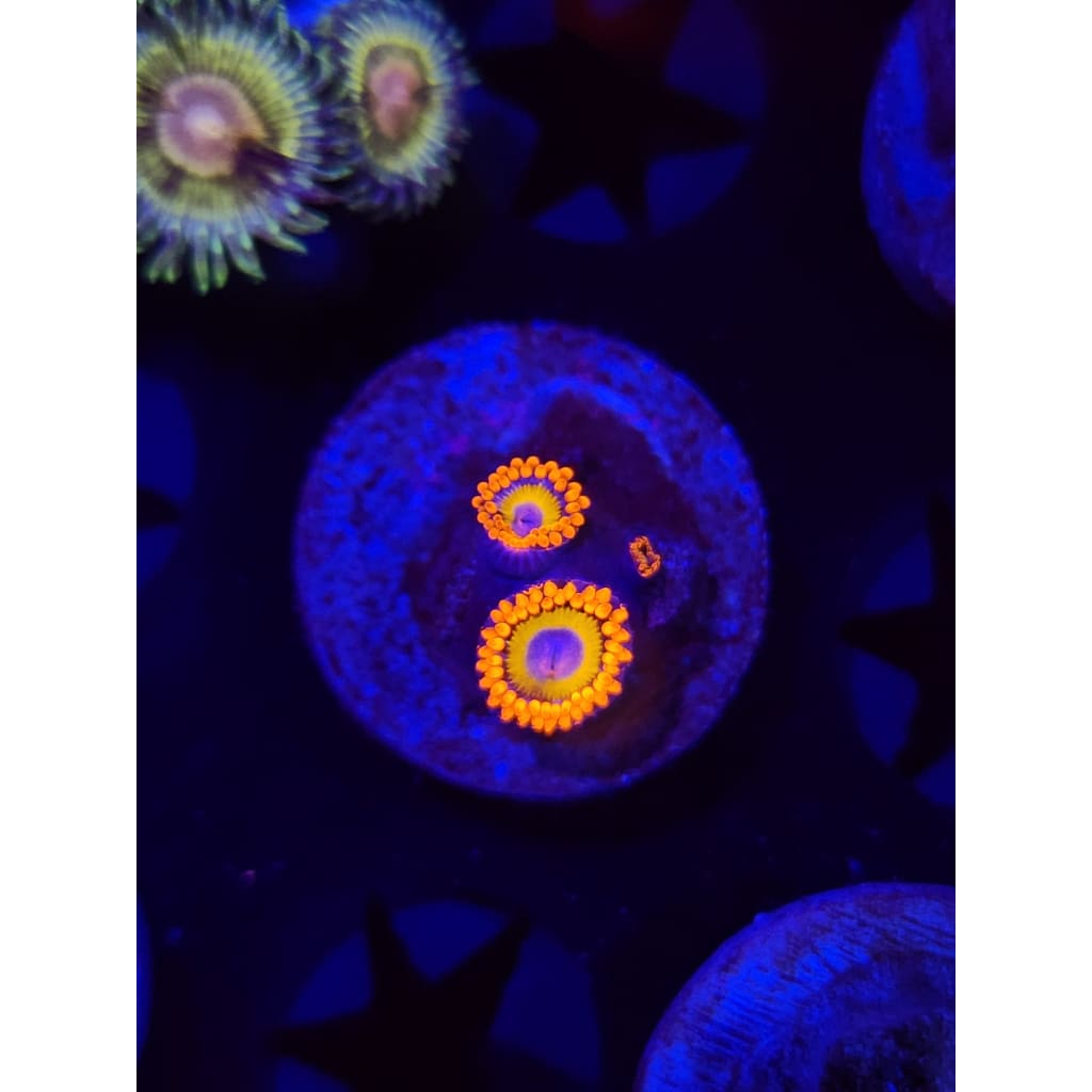 Blue Eyed Blondes Zoanthid Frag WYSIWYG!