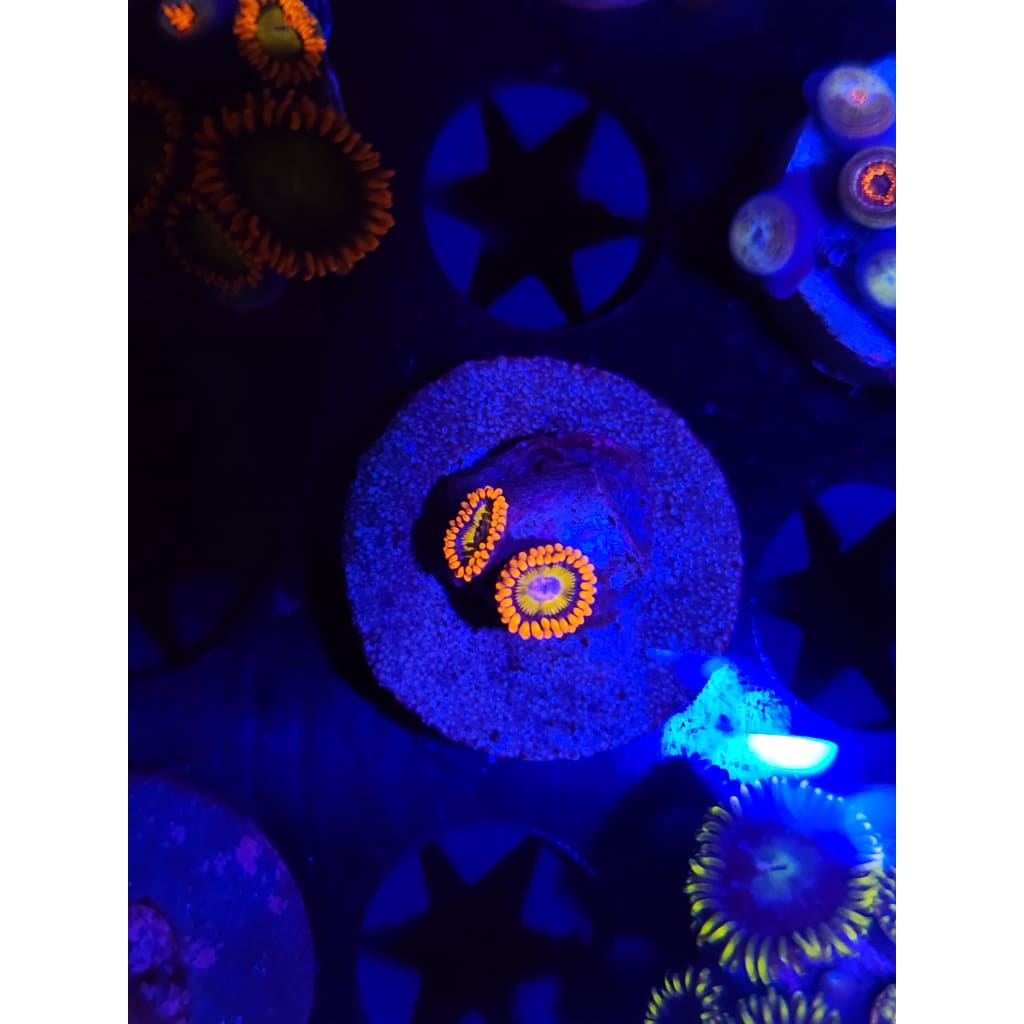 Blue Eyed Blondes Zoanthid Frag WYSIWYG!