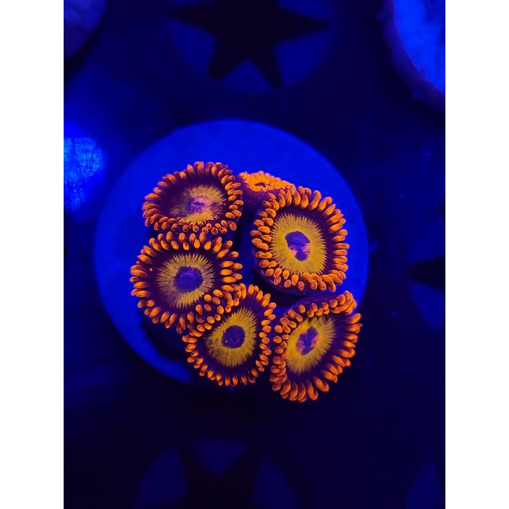 Blue Eyed Blondes Zoanthid Frag WYSIWYG!