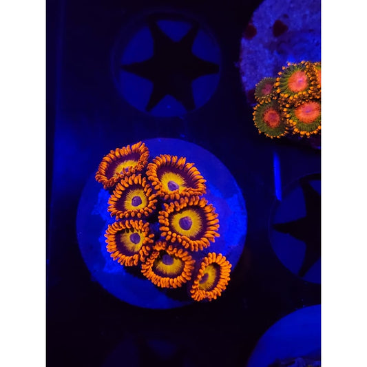 Blue Eyed Blondes Zoanthid Frag WYSIYWG!