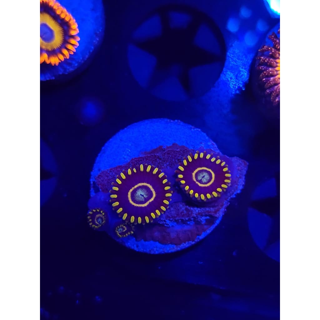Blue Hornet Zoanthid Frag WYSIWYG!