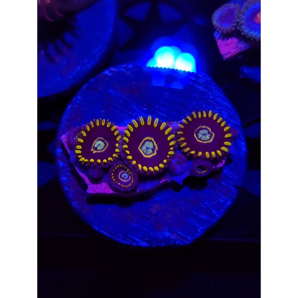 Blue Hornet Zoanthid Frag WYSIWYG!