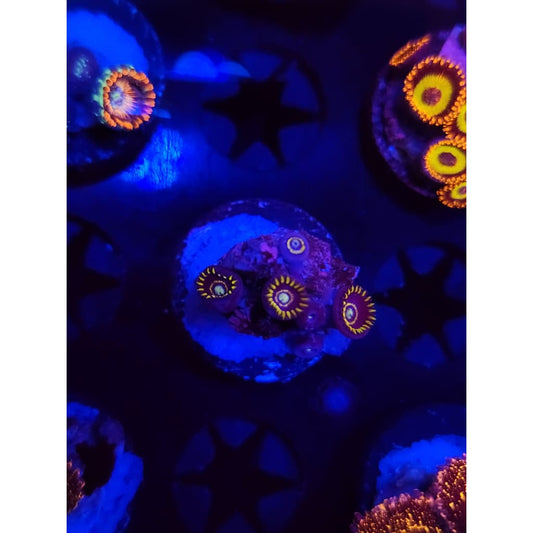 Blue Hornet Zoanthid Frag WYSIWYG!
