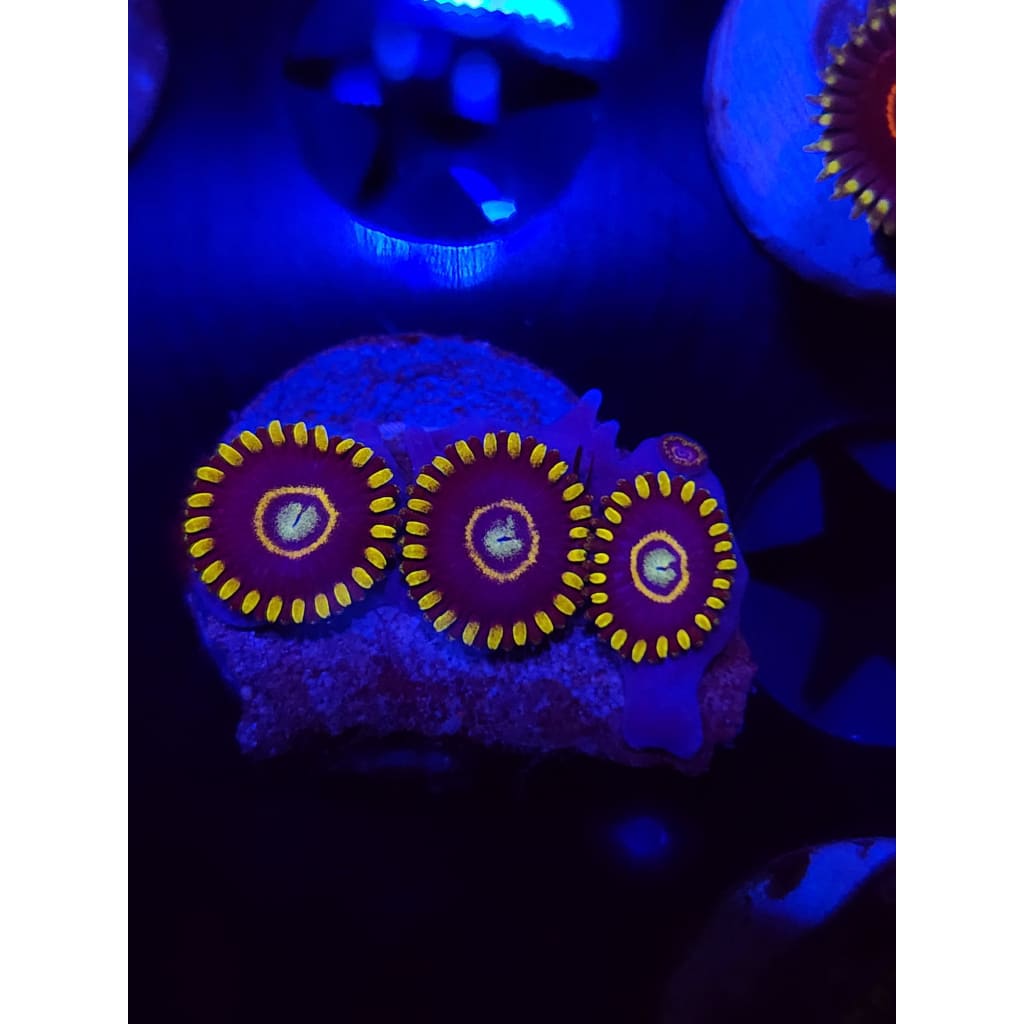Blue Hornet Zoanthid Frag WYSIWYG!