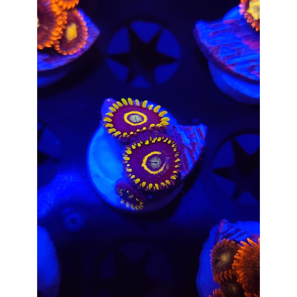 Blue Hornet Zoanthid Frag WYSIWYG!