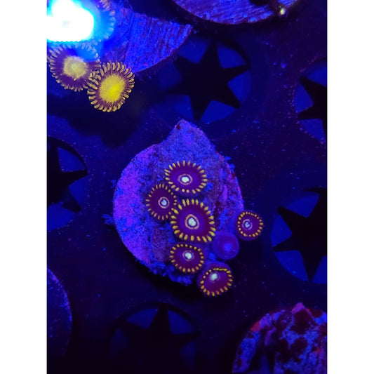 Blue Hornet Zoanthid Frag WYSIWYG!