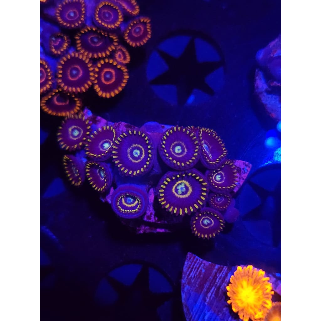 Blue Hornet Zoanthid Frag WYSIWYG!