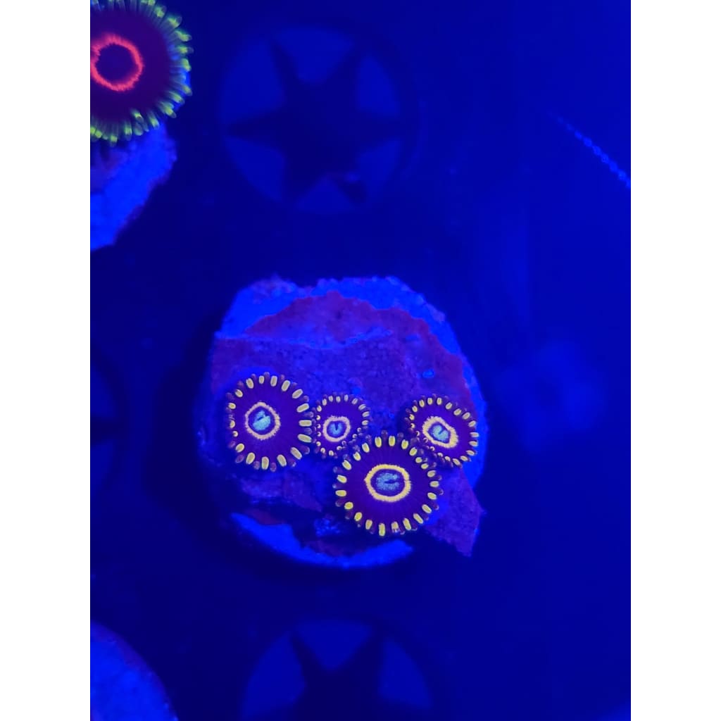 Blue Hornet Zoanthid Frag WYSIWYG!