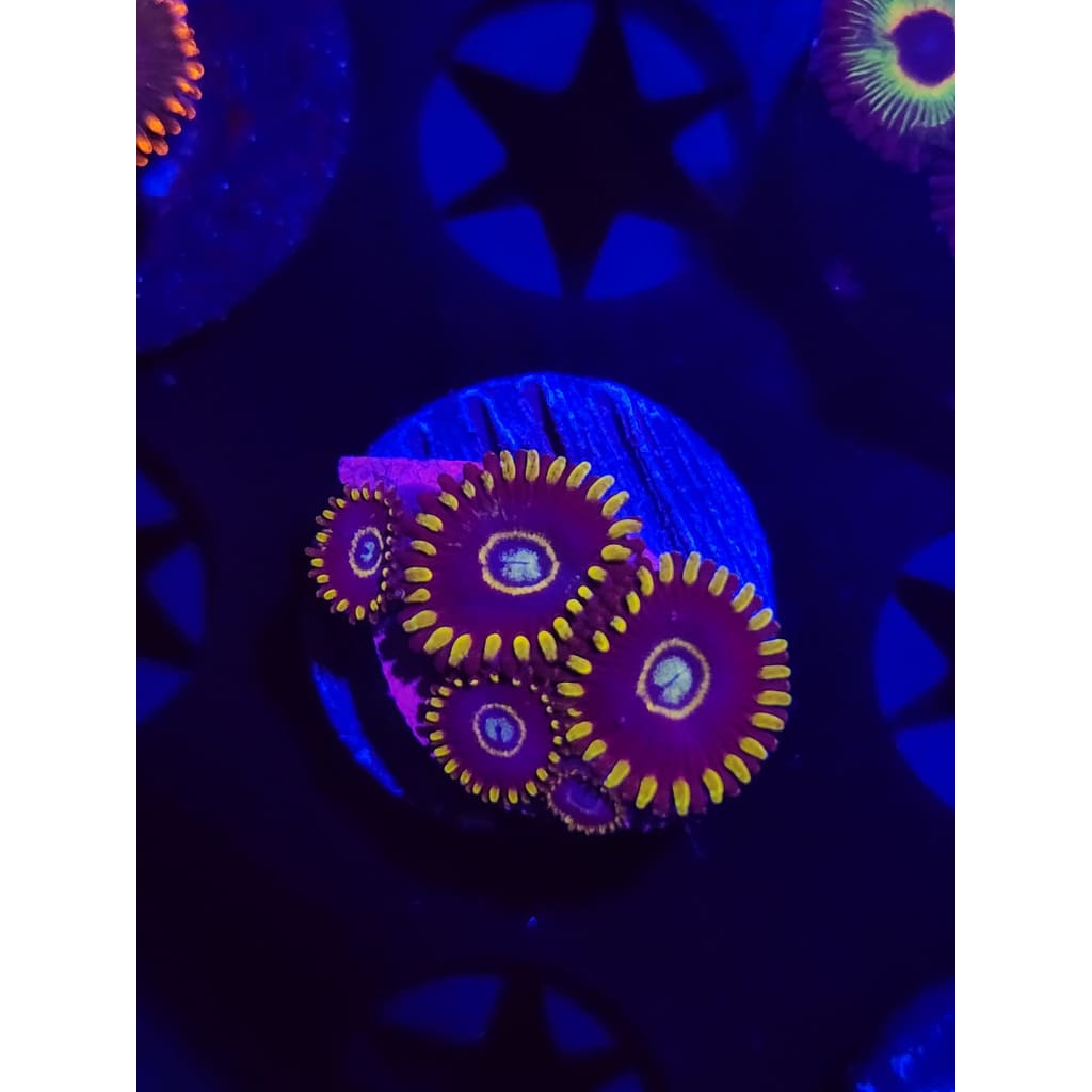 Blue Hornet Zoanthid Frag WYSIWYG!