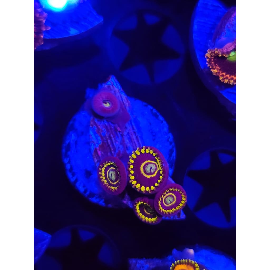Blue Hornet Zoanthid Frag WYSIWYG!