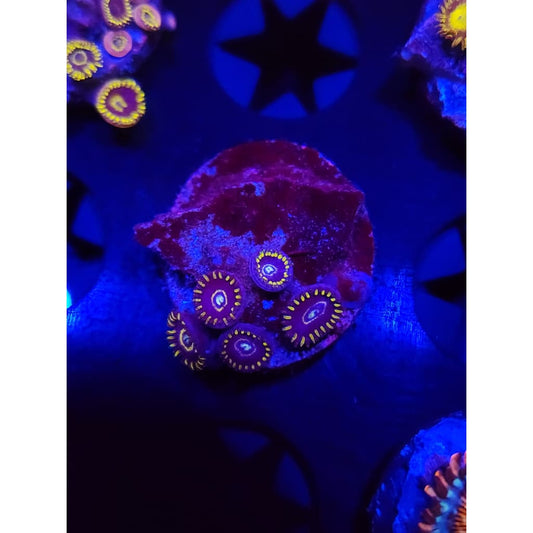 Blue Hornet Zoanthid Frag WYSIWYG!