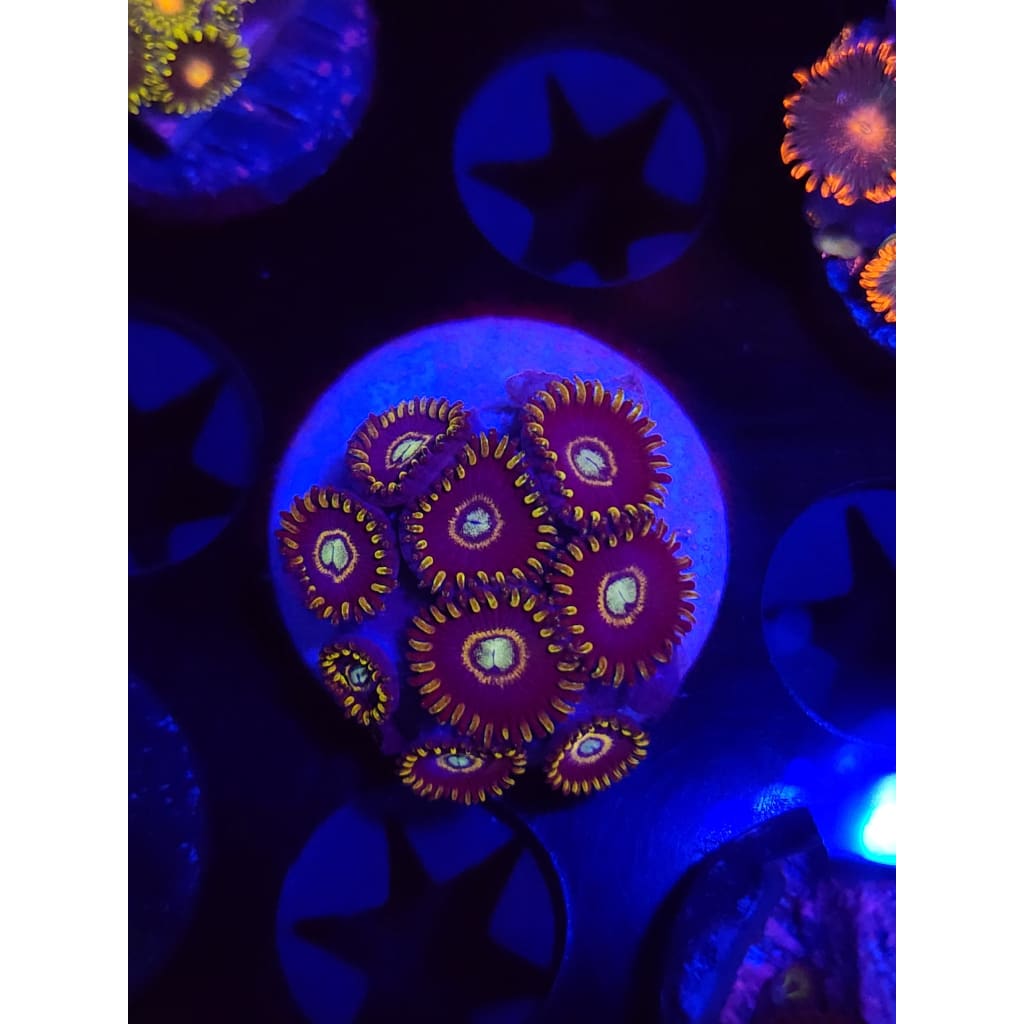 Blue Hornet Zoanthid Frag WYSIWYG!