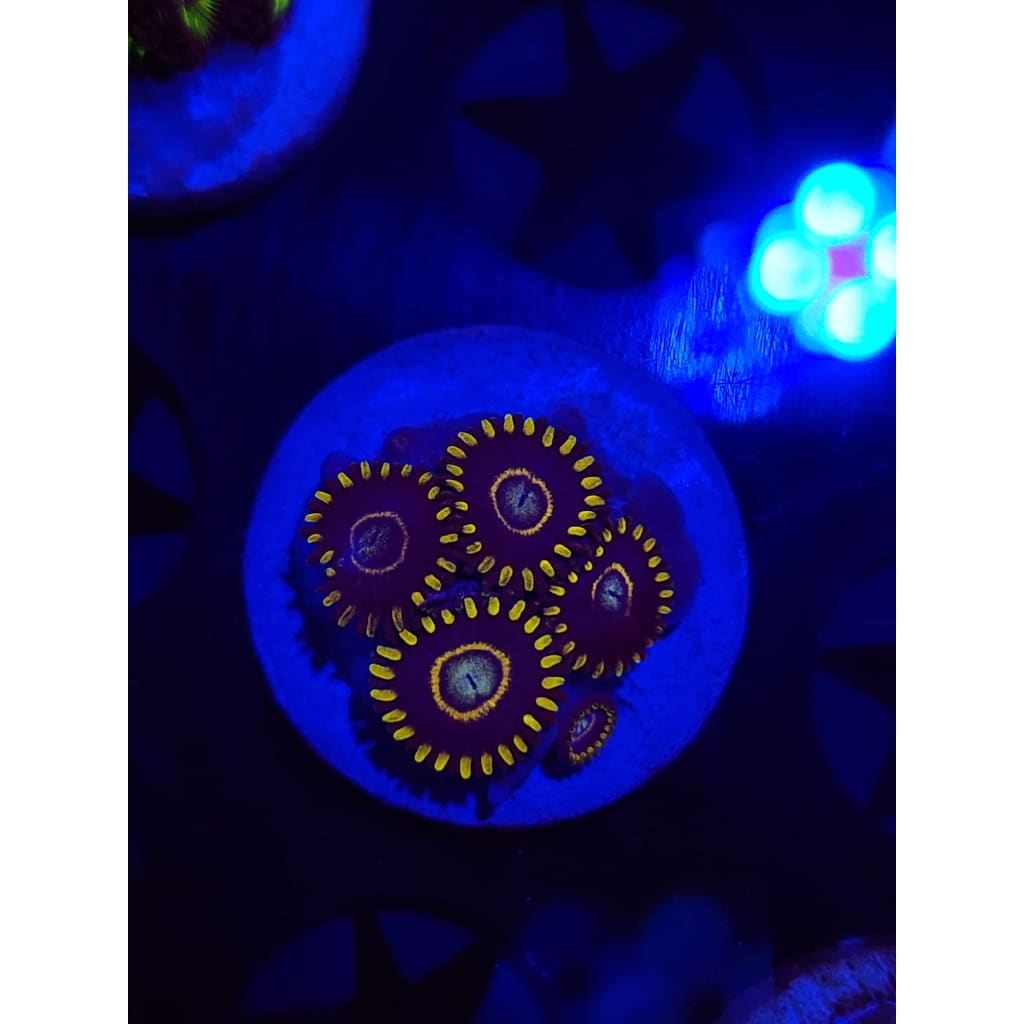 Blue Hornet Zoanthid Frag WYSIYWG!