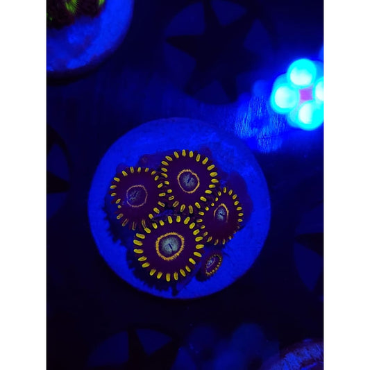Blue Hornet Zoanthid Frag WYSIYWG!