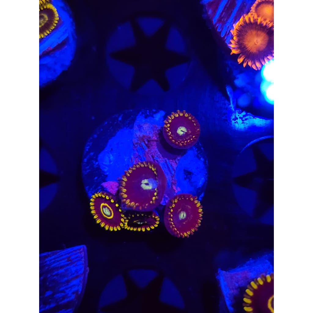 Blue Hornets Zoanthid Frag WYSIWYG!