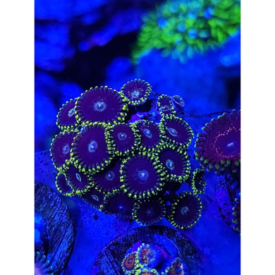 Blue Steel Zoanthid Frag WYSIWYG!