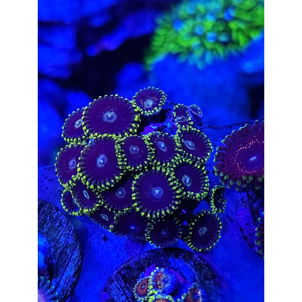 Blue Steel Zoanthid Frag WYSIWYG!