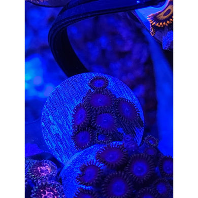 Blue Tubbs Zoanthid Frag WYSIWYG!