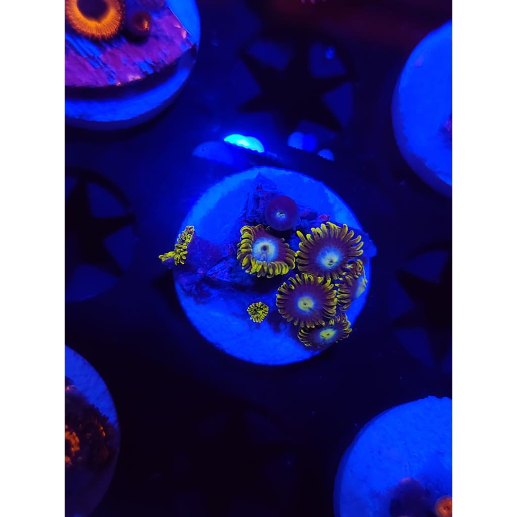 Blueberry Dreams Zoanthid Frag WYSIWYG!