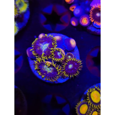 Blueberry Field Zoanthid Frag WYSIWYG!