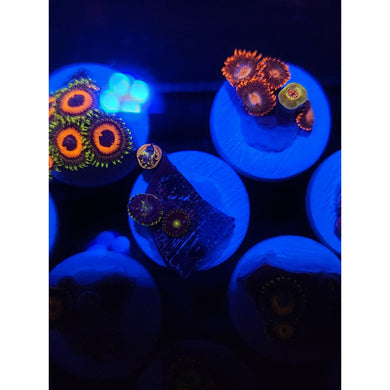 Blueberry Field Zoanthid Frag WYSIWYG!