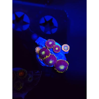 Blueberry Field Zoanthid Frag WYSIWYG!
