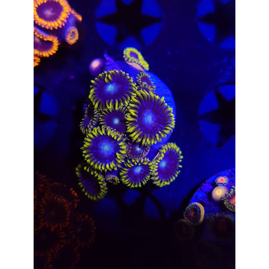 Blueberry Field Zoanthid Frag WYSIWYG!