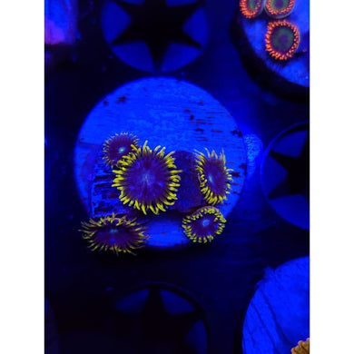 Blueberry Field Zoanthid Frag WYSIWYG!