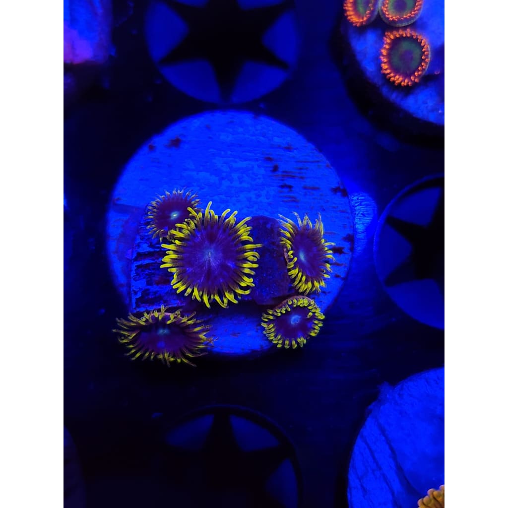 Blueberry Field Zoanthid Frag WYSIWYG!