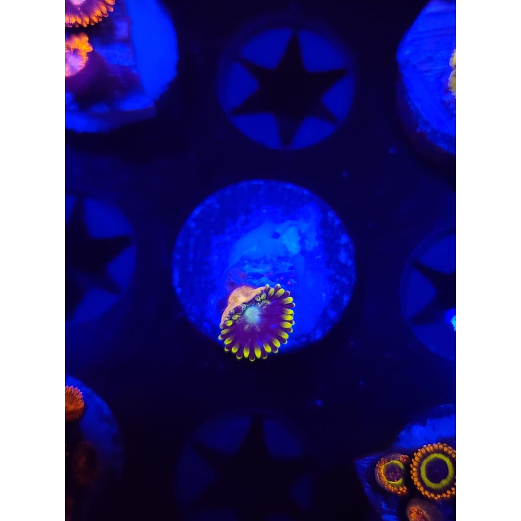 Blueberry Fields Zoanthid Frag WYSIWYG!
