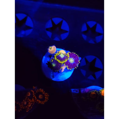 Blueberry Fields Zoanthid Frag WYSIWYG!