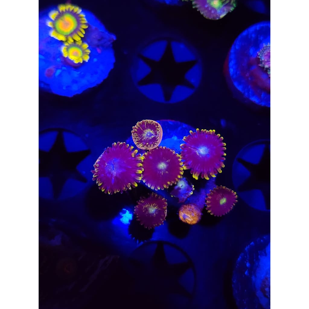 Blueberry Fields Zoanthid Frag WYSIWYG!