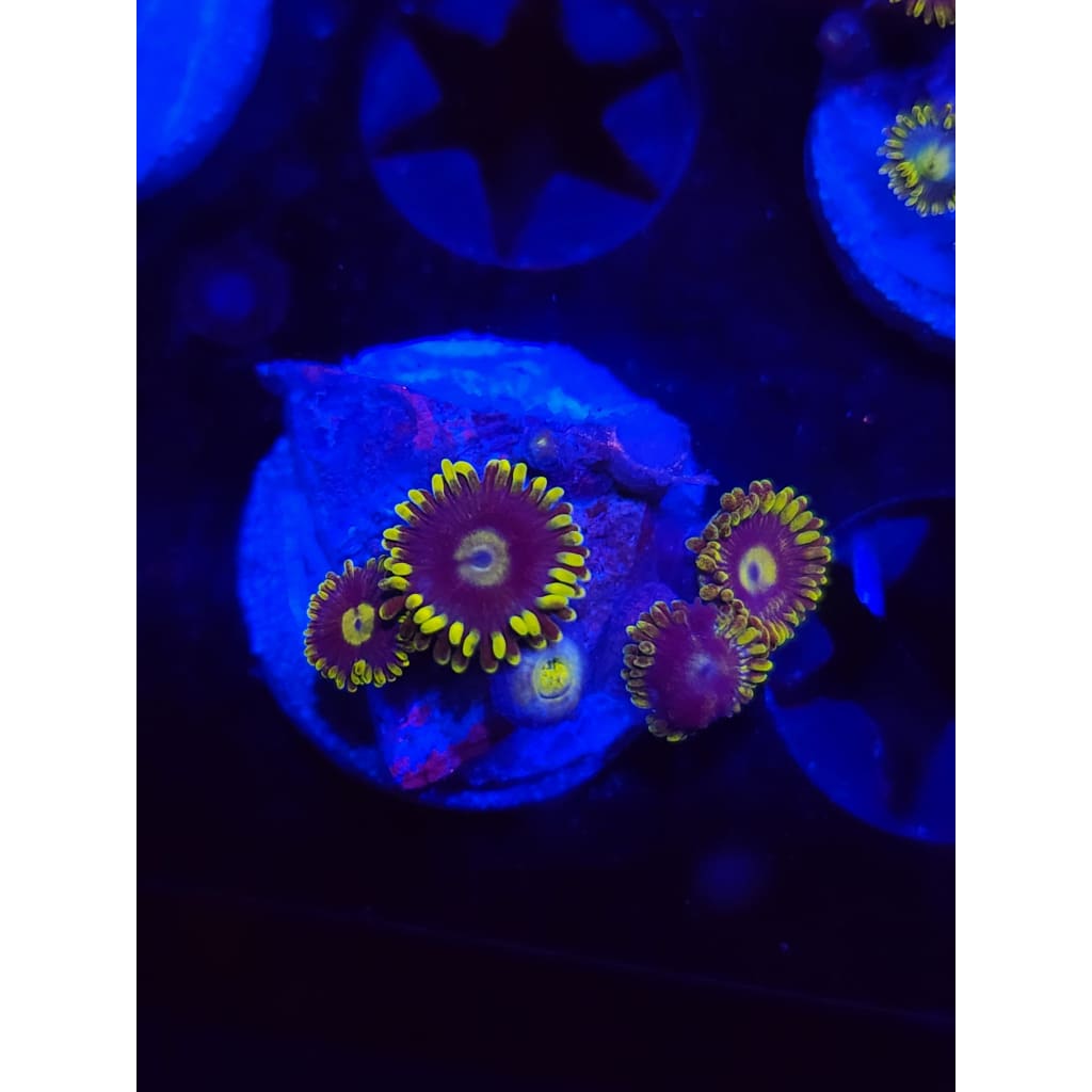 Blueberry Fields Zoanthid Frag WYSIWYG!