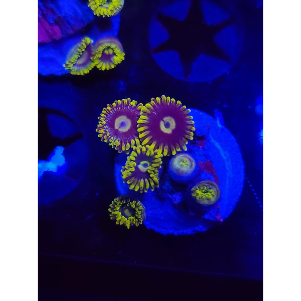 Blueberry Fields Zoanthid Frag WYSIWYG!