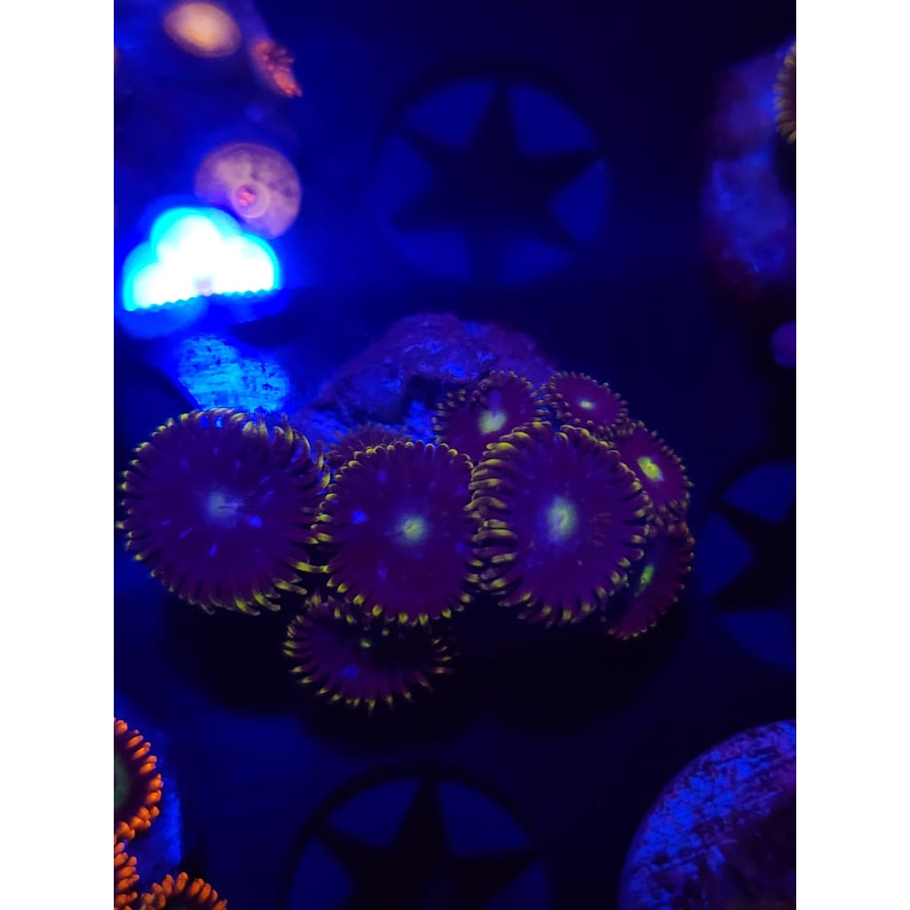 Blueberry Fields Zoanthid Frag WYSIWYG!