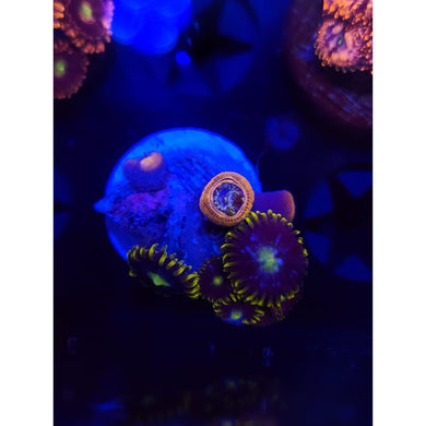 Blueberry Fields Zoanthid Frag WYSIWYG!