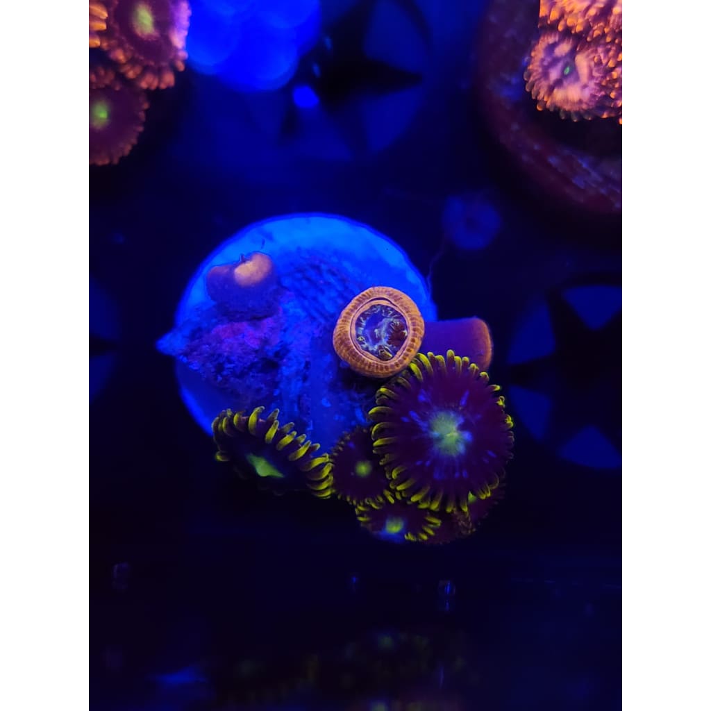 Blueberry Fields Zoanthid Frag WYSIWYG!