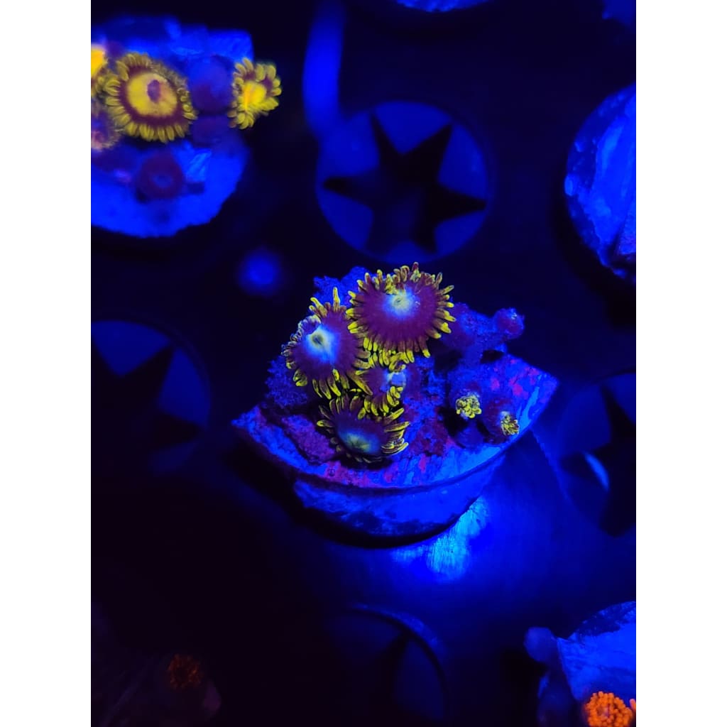 Blueberry Fields Zoanthid Frag WYSIWYG!
