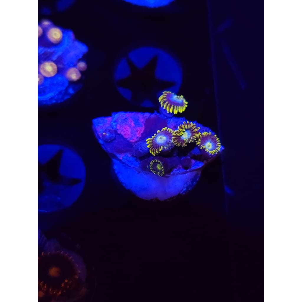 Blueberry Fields Zoanthid Frag WYSIWYG!