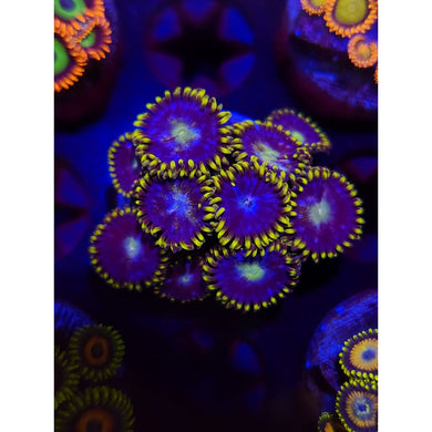 Blueberry Fields Zoanthid Frag WYSIWYG!