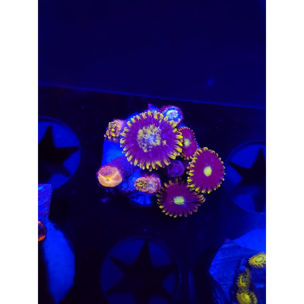 Blueberry Fields Zoanthid Frag WYSIWYG!