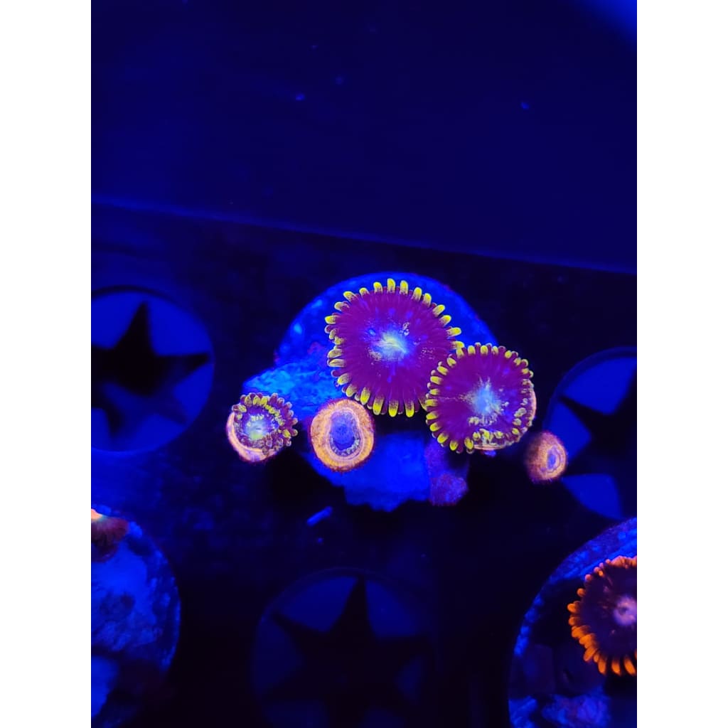 Blueberry Fields Zoanthid Frag WYSIWYG!
