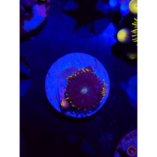 Blueberry Fields Zoanthid Frag WYSIWYG!