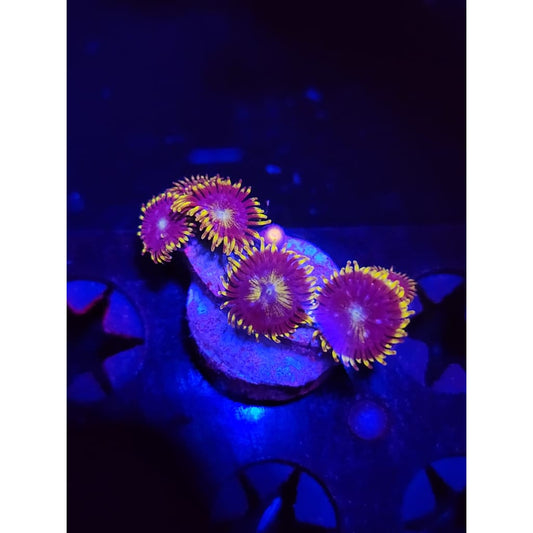 Blueberry Fields Zoanthid Frag WYSIWYG!