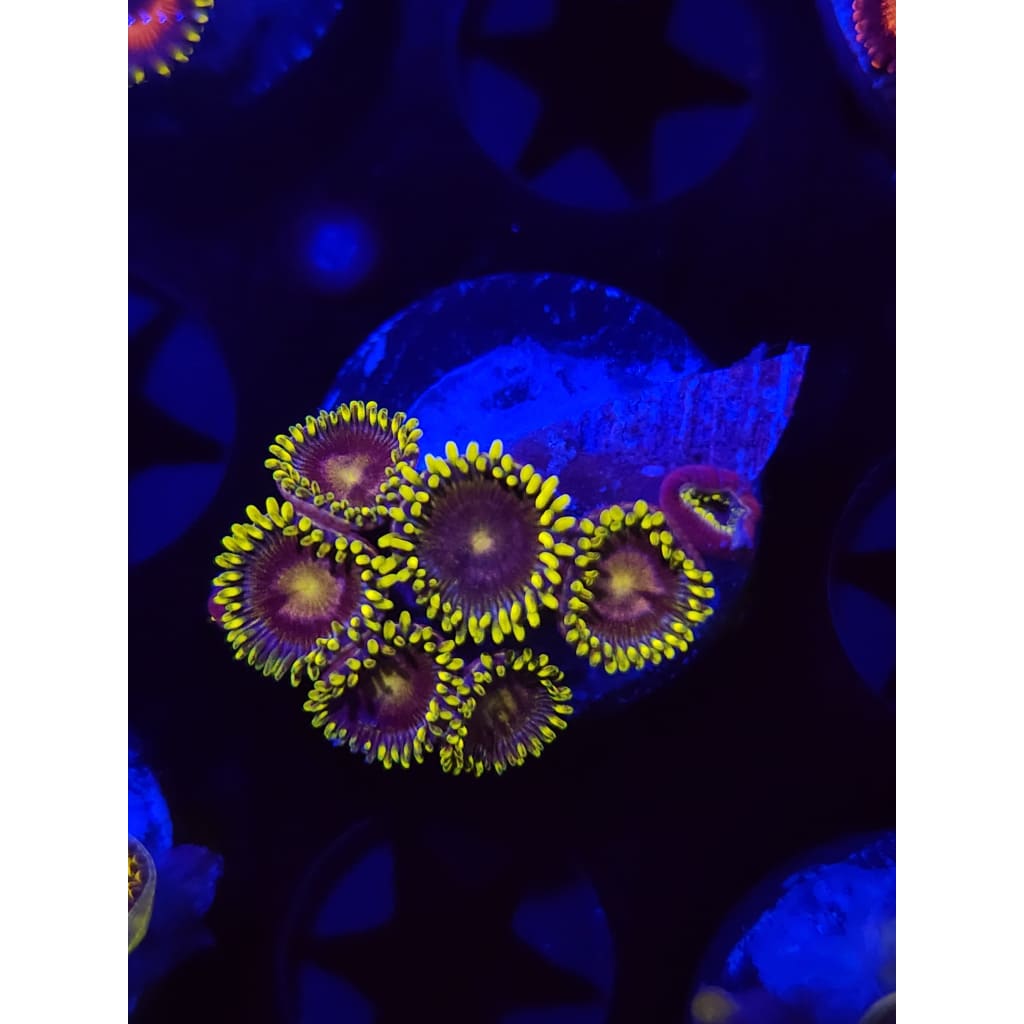 Blueberry Pie Zoanthid Frag WYSIWYG!