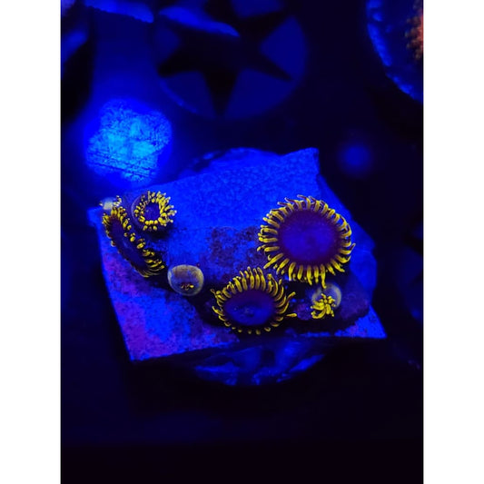 Blue’s Clues Zoanthid Frag WYSIWYG!