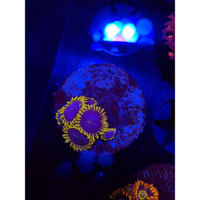 Blues Clues Zoanthid Frag WYSIWYG!