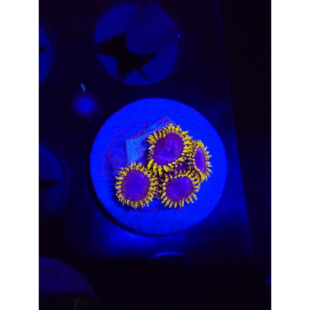 Blue’s Clues Zoanthid Frag WYSIWYG!